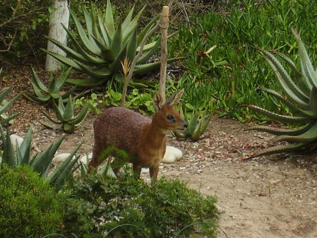 Mossel Bay Golf Lodge Værelse billede